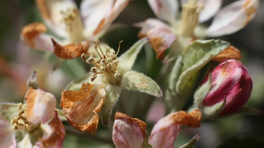 Durch-Nachtfrost-teilweise-braeunlich-verfaerbt-sind-die-Bluetenblaetter-eines-Apfelbaums-in-einer-Plantage
