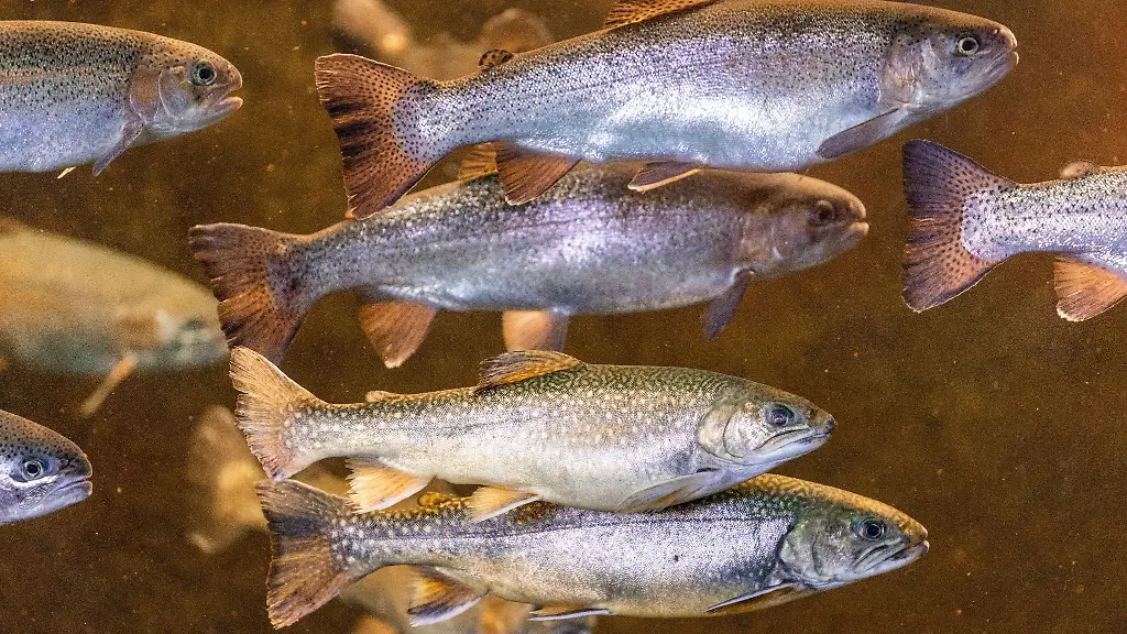 Regenbogenforellen-schwimmen-in-einem-Aquarium