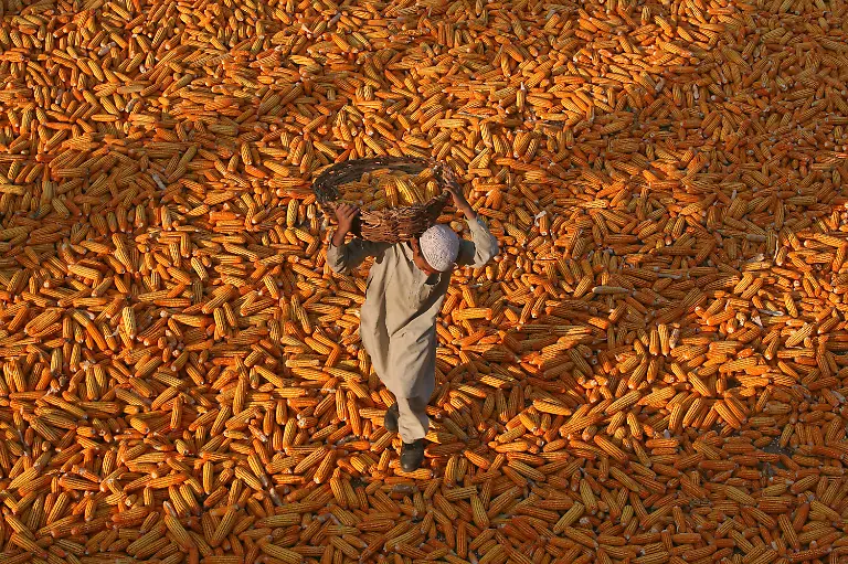 2012-11-08T000000Z-743178849-GM1E8B81M9Q01-RTRMADP-3-INDIA-CORN-EXPORTS