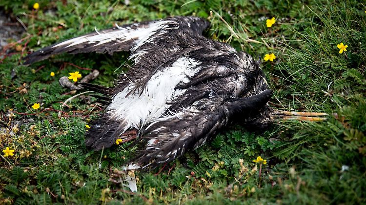 Allein an der Nordsee sollen bereits Zehntausende Wildvögel dem Vogelgrippe-Virus zum Opfer gefallen sein.