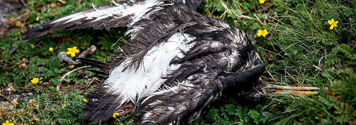 Ein toter Vogel liegt am Deich der zu Hamburg gehörenden Insel Neuwerk.jpg