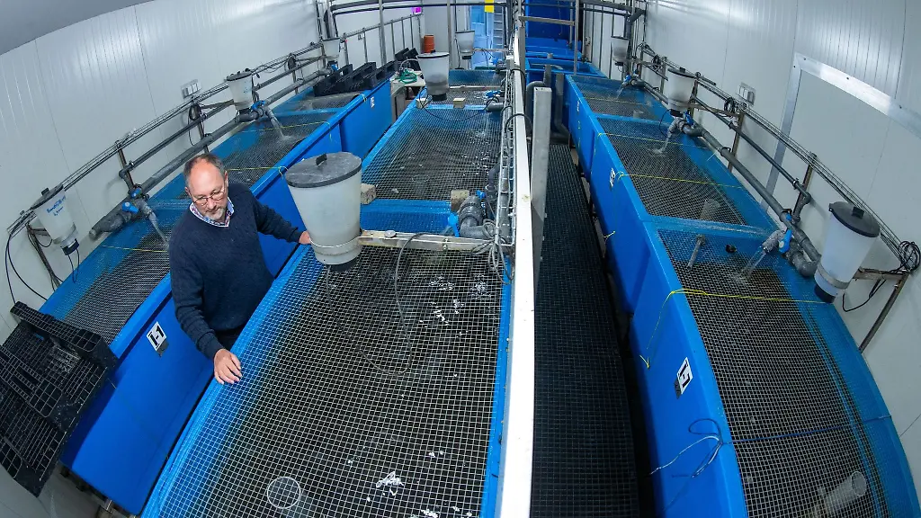 Harry-Palm-Professor-an-der-Agrar-und-Umweltwissenschaftlichen-Fakultaet-der-Universitaet-Rostock-steht-zwischen-Wasserbecken-einer-Aquakultur-Forschungsanlage-zur-Aufzucht-von-Afrikanischen-Welsen