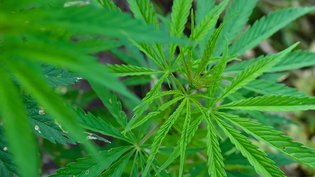 Hanf-Cannabis-waechst-in-einem-Garten