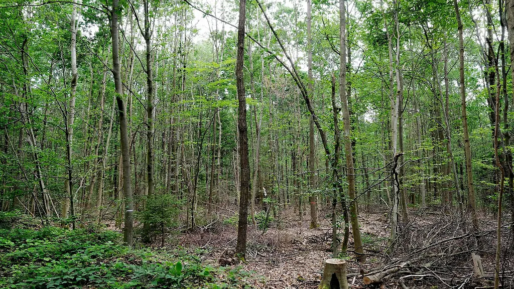 Blick-in-einen-geschaedigten-Laubmischwald