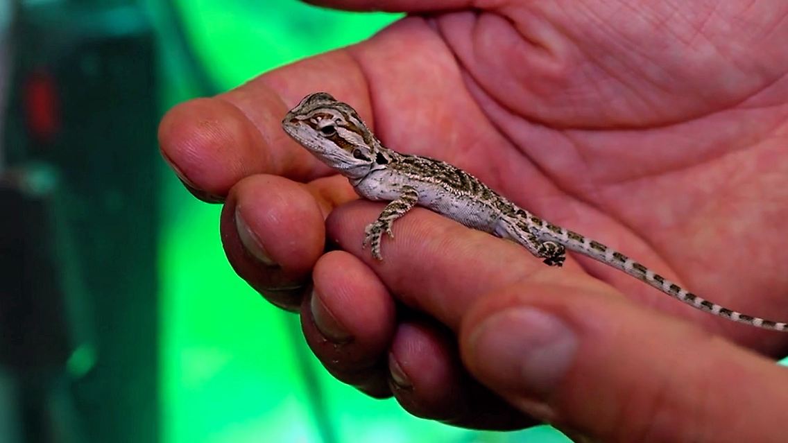 gecko.jpg