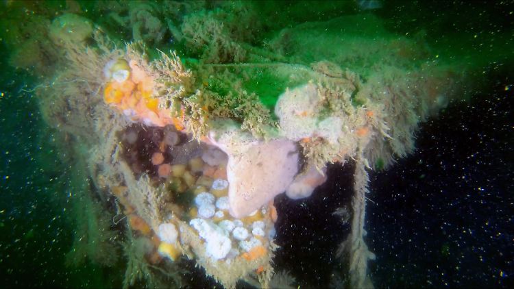 Das Unterwasserfoto zeigt die bewachsene Deckspanzerung des Bootes "V 1302 John Mahn", das nach einem Bombentreffer sank.