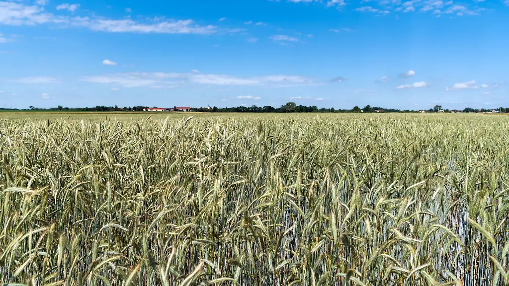 Getreideaehren-in-einem-Kornfeld-bewegen-sich-im-Wind