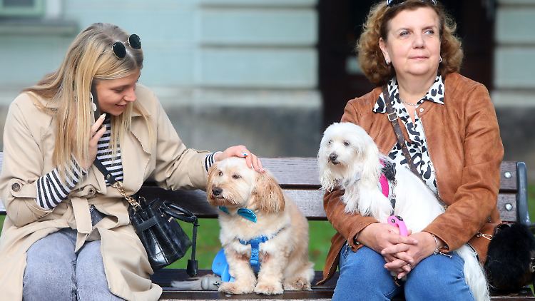 Besonders wenn die Hunde so klein sind, kommen viele Menschen gegen den Reflex, sie zu streicheln, nicht an. Bei fremden Hunden sollte man aber zurückhaltend sein und vielleicht erst die Besitzer fragen.