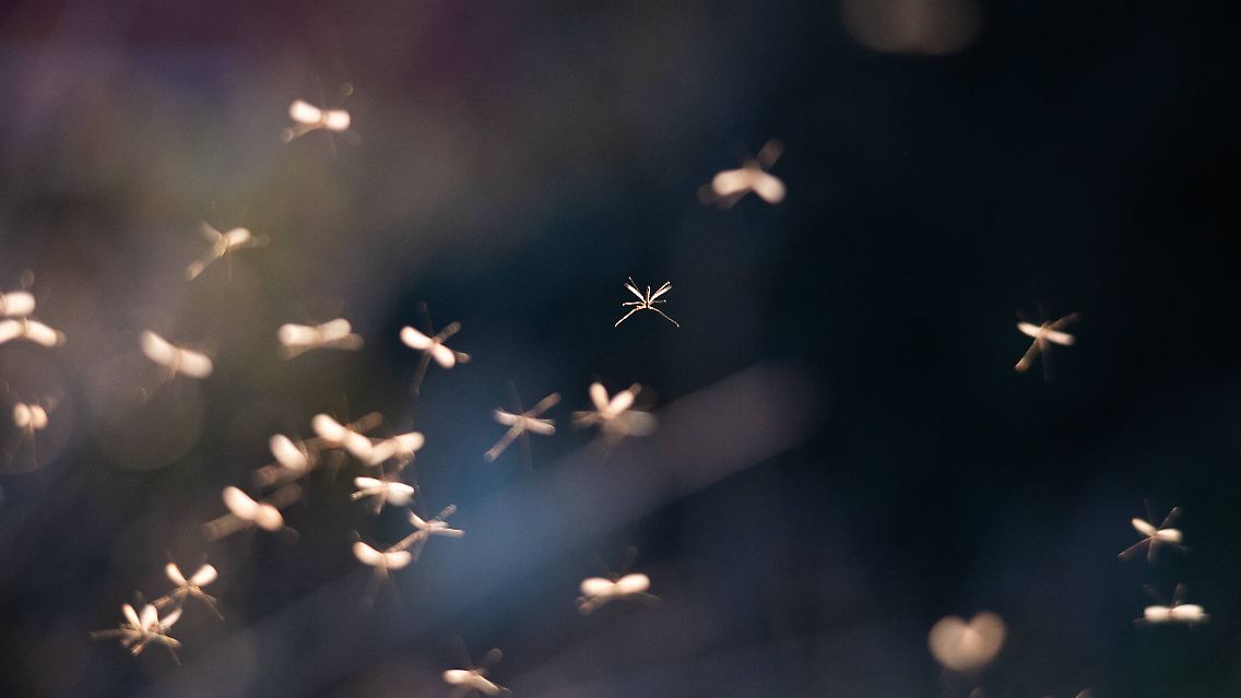 imago0089832442h.jpg