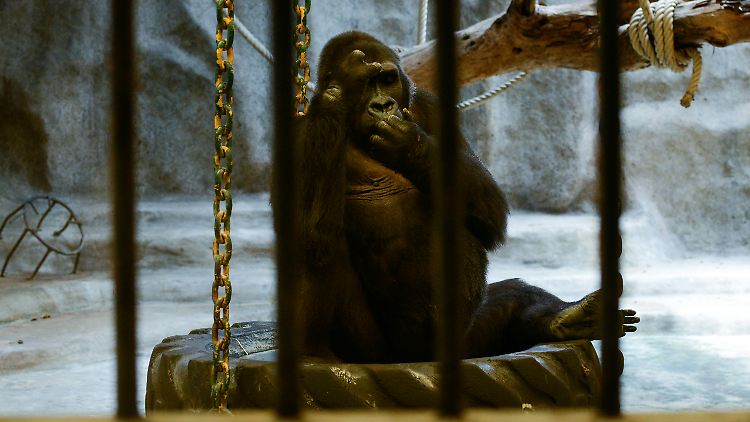 Bua Noi sei zu alt, um sich an eine neue Umgebung zu gewöhnen und werde zudem gut versorgt, erklärten die Betreiber des Pata Zoos.