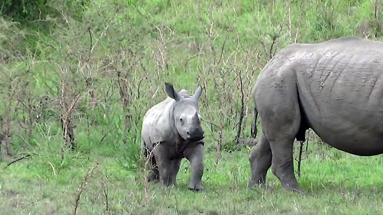 RuandaNashorn.jpg