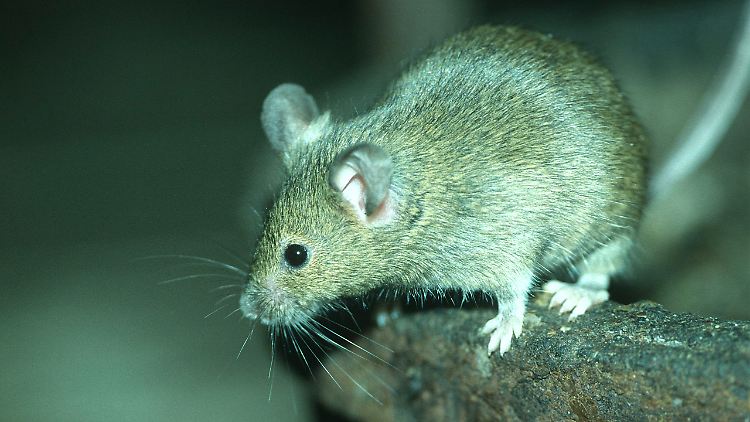 Mäuse könnten eine wichtige Rolle in der Evolution der Omikron-Variante gespielt haben, wie eine neue US-Studie zeigt.