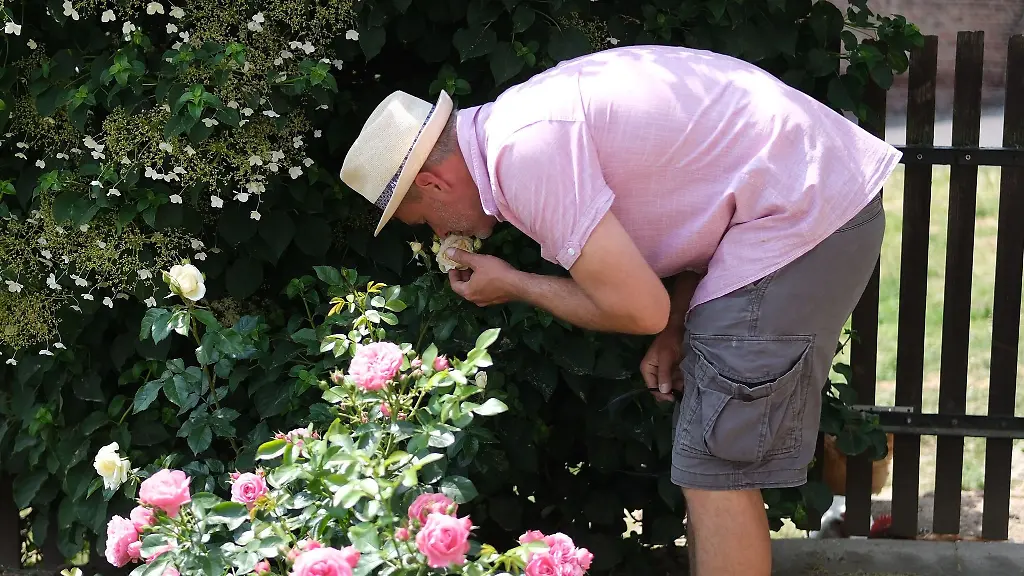 Der-Besucher-eines-Gartens-riecht-an-einer-Rose
