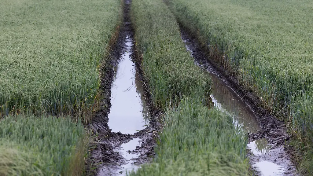 Wasser-steht-auf-einem-noch-gruenen-Weizenfeld