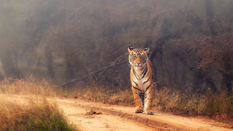 Ein Bengal-Tiger im Ranthambore National Park in Rajasthan, India.