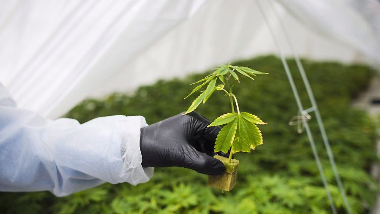 Für Minderjährige sollen "die bisher strafrechtlich bewehrten Verhaltensweisen, insbesondere Anbau, Erwerb und Besitz von Genusscannabis weiterhin verboten" bleiben.