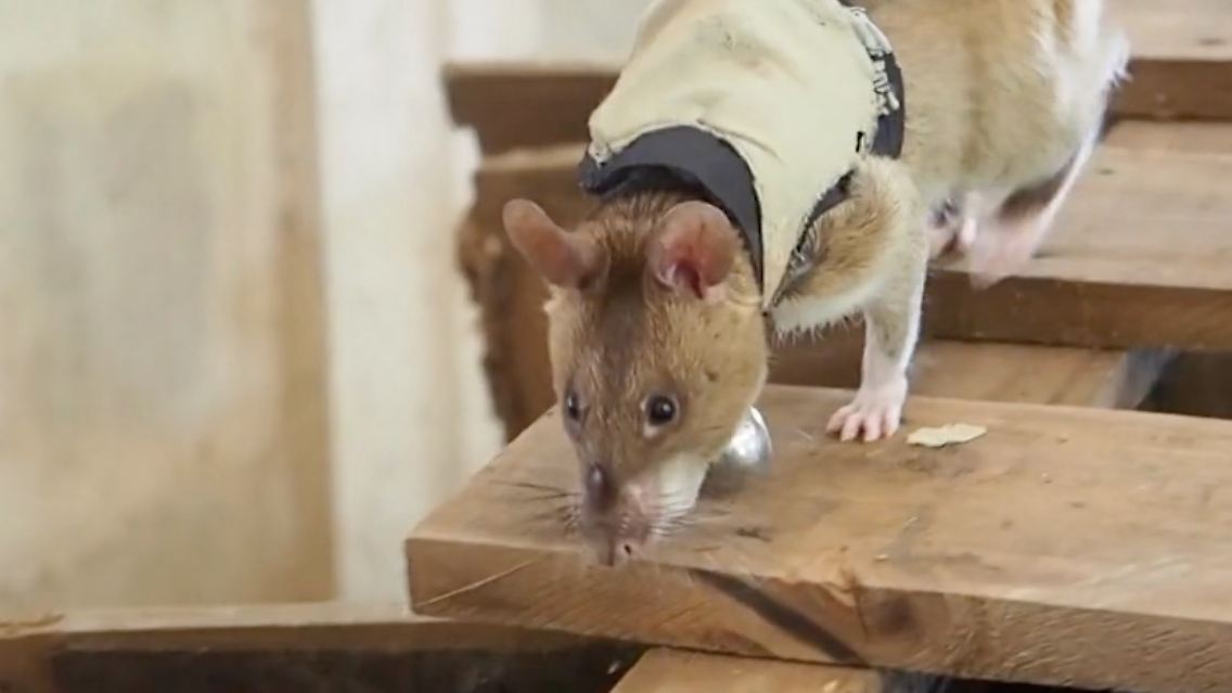 ratte2.jpg