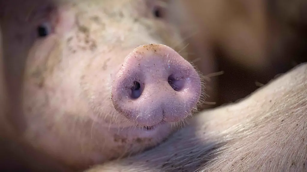 Ein-Schwein-schnueffelt-in-einem-Mastbetrieb
