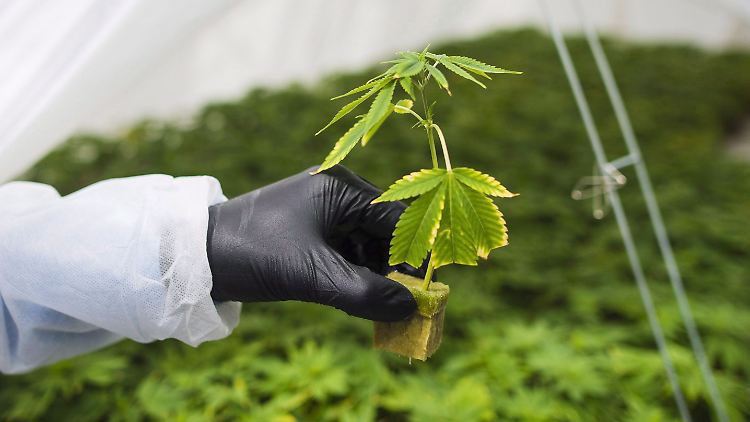 Eine junge Cannabispflanze - die in Deutschland bald auch privat legal angebaut werden könnte?