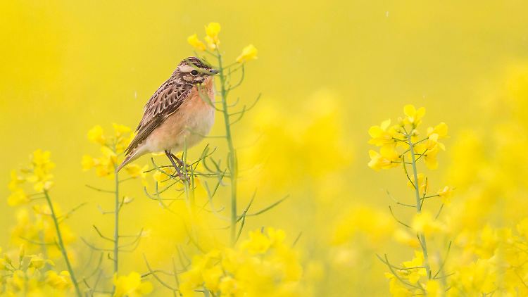 Das Braunkehlchen ist ein stark gefährdeter Singvogel.