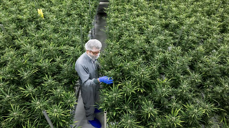 Viele Unternehmen wollen expandieren und warten auf die Legalisierung in Deutschland.