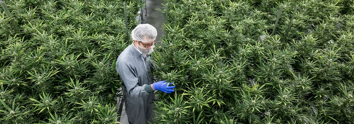 Viele Unternehmen wollen expandieren und warten auf die Legalisierung in Deutschland.