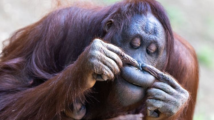 Die Säugetierspezialistin Anne-Claire Fabre regt weitere Studien an, warum das Tier dies tut, und wie sich das Bohren in der Nase im Laufe der Evolution verändert hat.