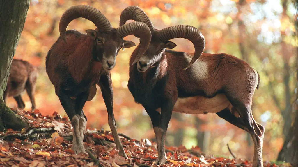 Zwei-Mufflon-Boecke-reiben-sich-die-Hoerner