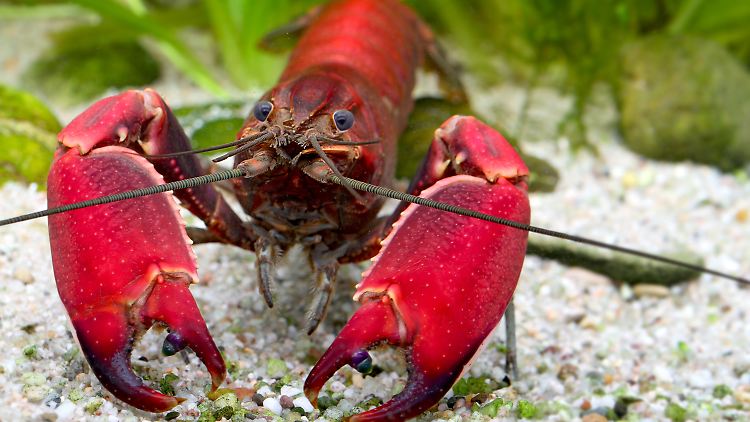 Ließe des Krebses Farbe auf eine nicht nachgewiesene politische Gesinnung schließen, wäre diese ganz nach dem Geschmack Wagenknechts.