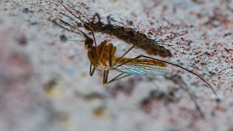 Das West-Nil-Virus wurde erstmals 2019 mutmaßlich von Mücken in Deutschland übertragen.