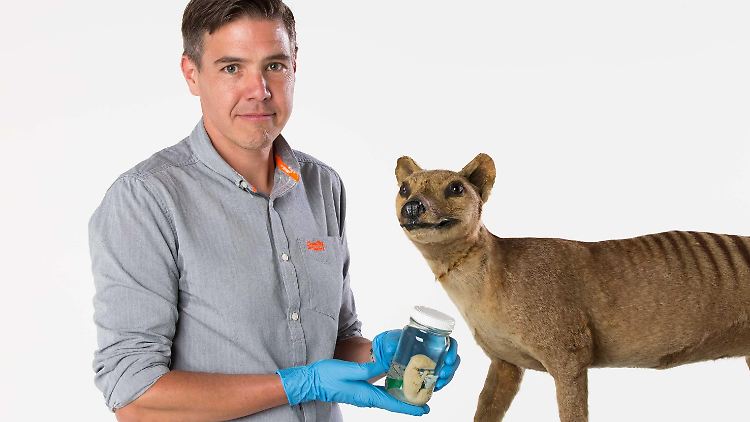 Andrew Pask - hier mit einem konservierten Tasmanischen Tigerbaby in einem Glas und einem Modell des Tieres - leitet das "TIGRR Lab", das glaubt, in fünf bis zehn Jahren eine lebende Zelle mit dem genetischen Code des Tasmanischen Tigers hergestellt zu haben.