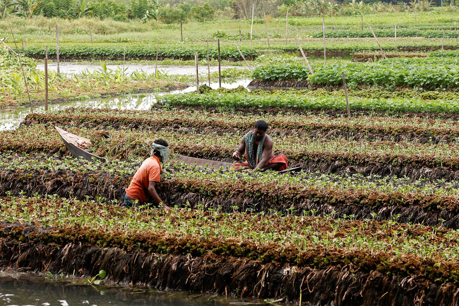 Mohammad Mostafa lebt mit seiner Frau und seinen Kindern in dem tief gelegenen Flussdelta im Distrikt Pirojpur im Südwesten von Bangladesch und entdeckt eine Anbaumethode seiner Vorfahren wieder: ...