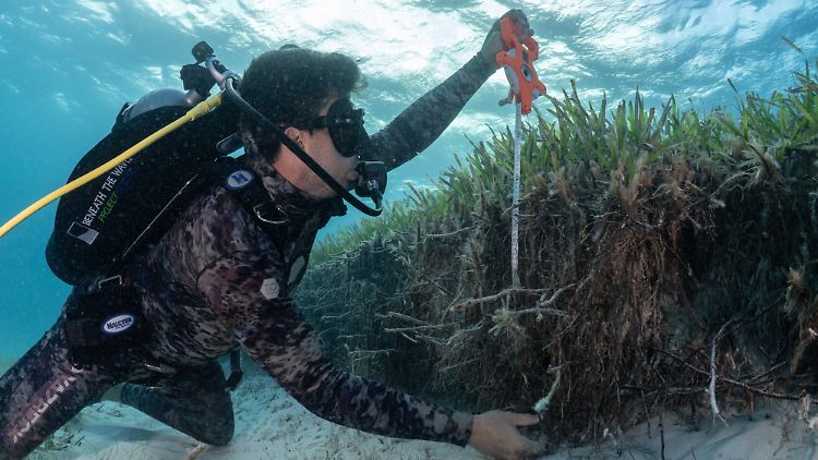 Seegräser speichern Kohlenstoff in ihren Rhizomen, den dichten Wurzelsystemen - und zwar für immer. Außerdem bieten sie Küstengemeinden Vorteile, da sie Sedimente auffangen, stabilisieren und vor Sturm und Wellen schützen.