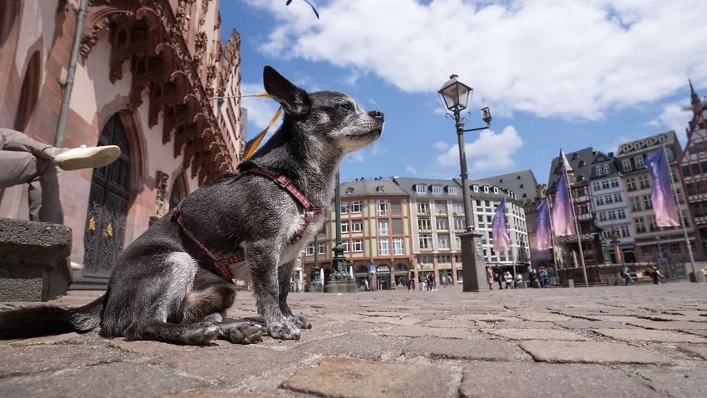 Michel-der-kleine-Chihuahua-sitzt-mit-seinem-Besitzer-l-auf-dem-Frankfurter-Roemerberg-im-Sonnenschein