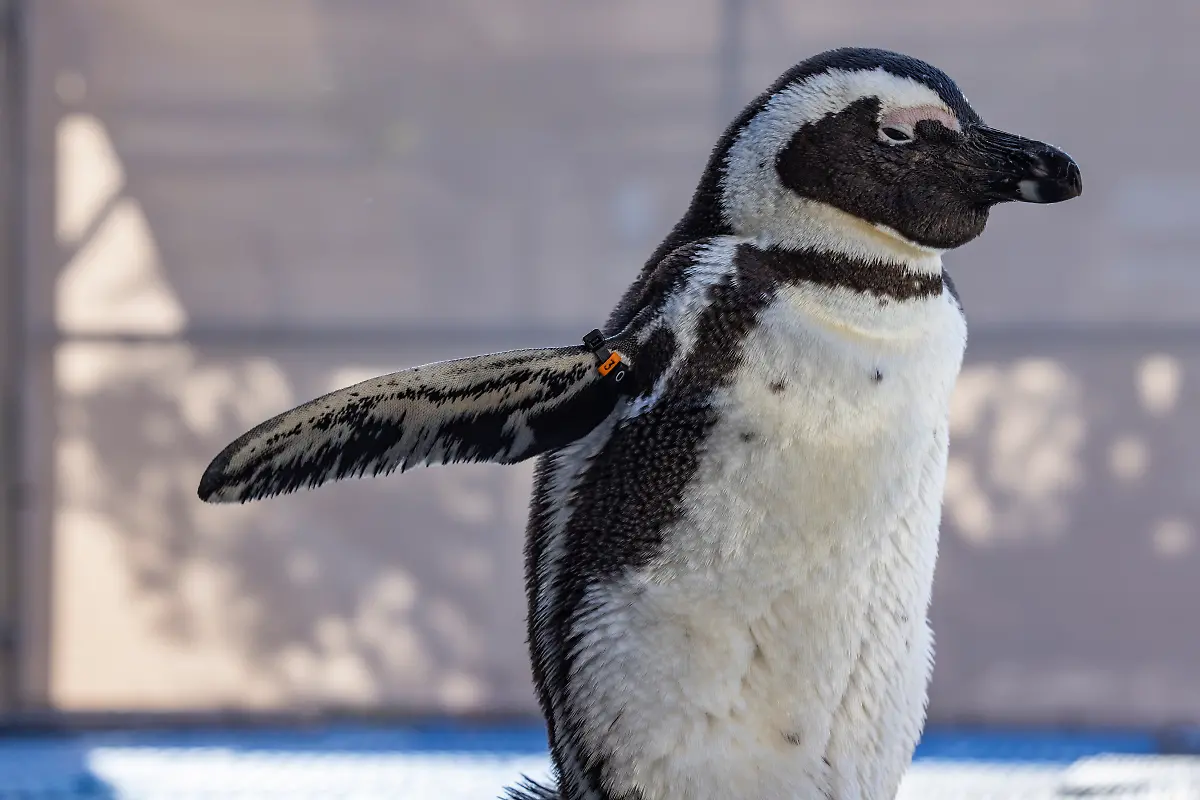 Bild-15-von-40-2023-07-03-053