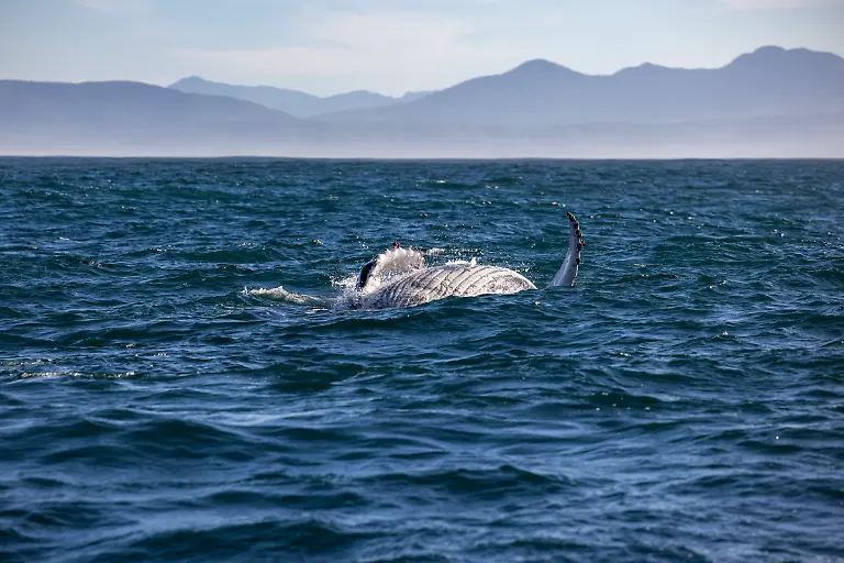 Bild-09-von-40-2023-07-03-020