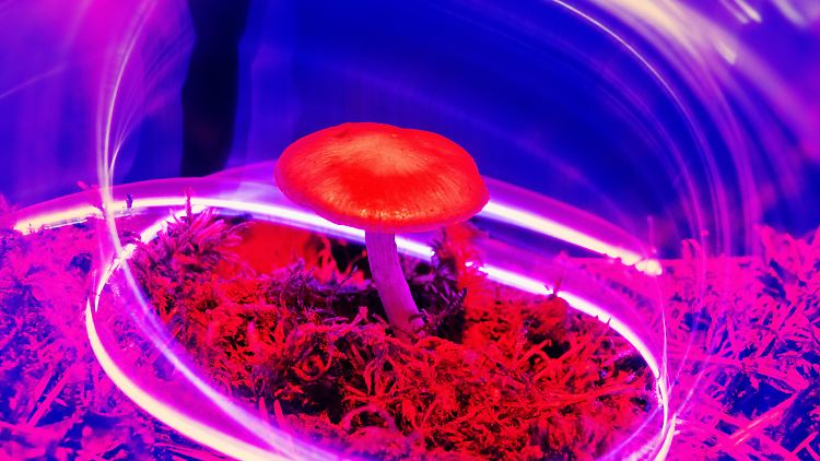 Psilocybin ist der wichtigste psychoaktive Wirkstoff der "Zauberpilze". Spielt er künftig eine Rolle bei der Behandlung von mentalen Erkrankungen?