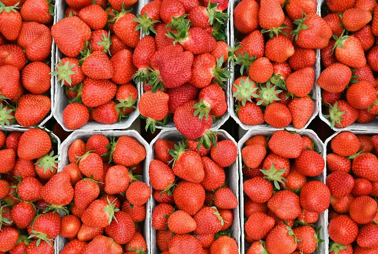 Schalen-mit-frisch-gepflueckten-Erdbeeren-stehen-in-einer-Kiste-Der-viele-Regen-der-vergangenen-zwei-Wochen-schadet-der-Qualitaet-der-im-Freiland-wachsenden-Erdbeeren-und-beeintraechtigt-die-Ernte