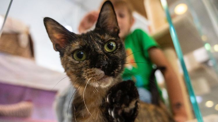 Die Katze Urania sitzt in ihrer Box im Tierheim Berlin.