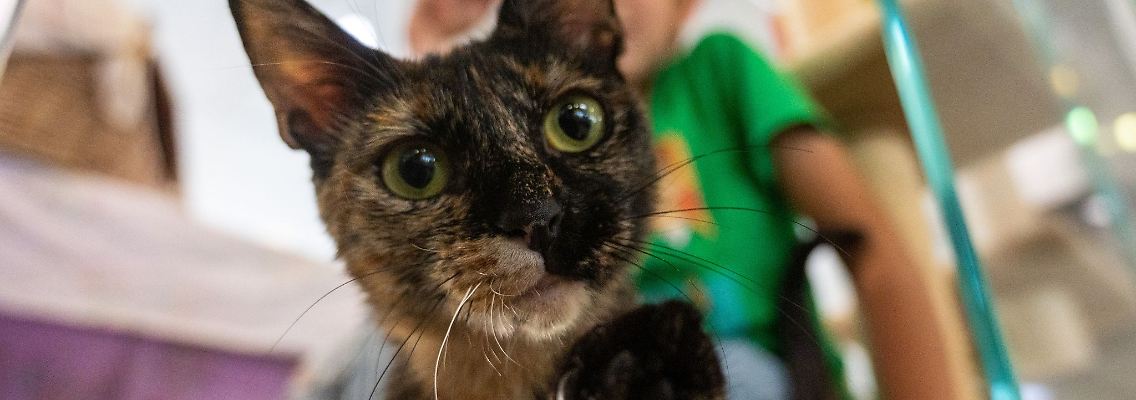 Die Katze Urania sitzt in ihrer Box im Tierheim Berlin.