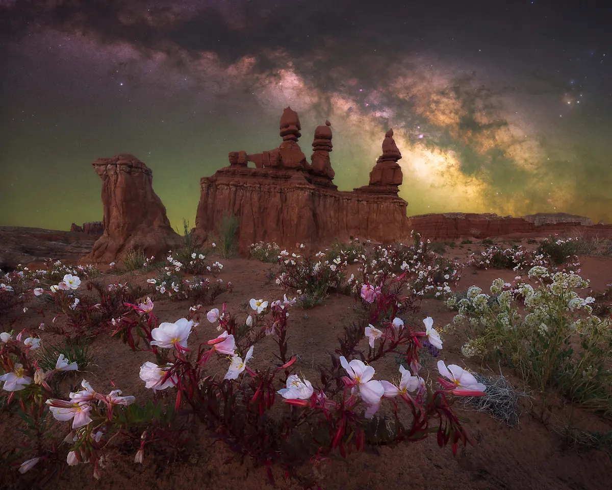 DESERT-BLOOM-MARCIN-ZAJAC