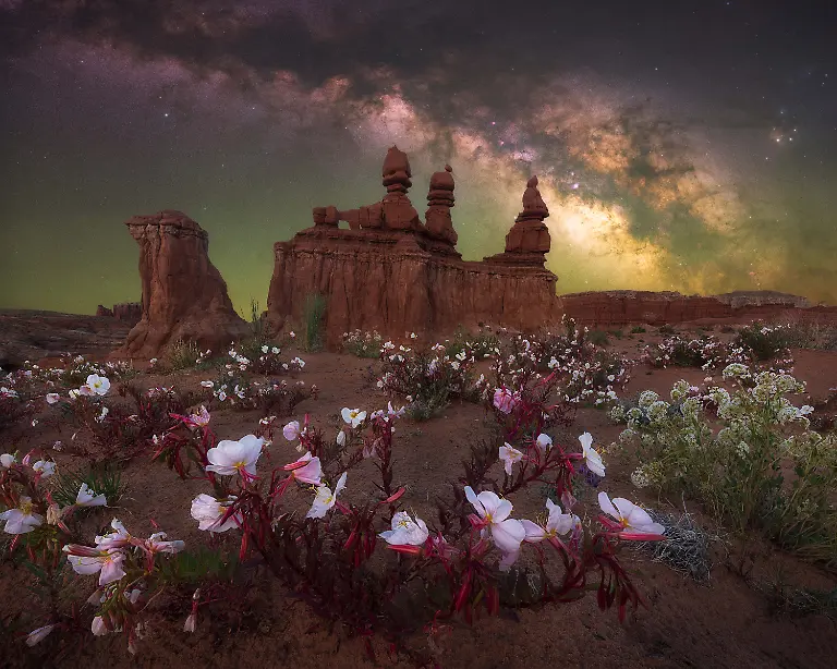 DESERT-BLOOM-MARCIN-ZAJAC