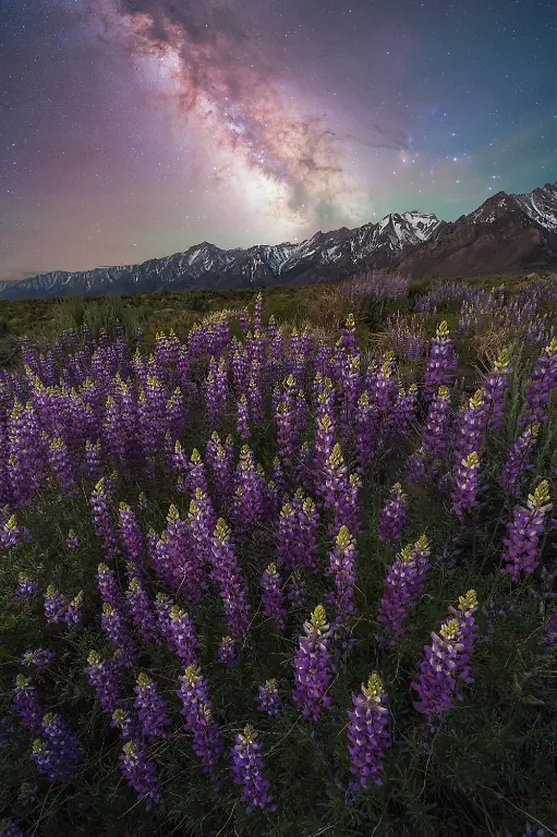 LUPINE-DREAMS-BRANDT-RYDER