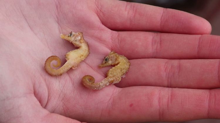 Zwei leblose Kurzschnäuzige Seepferdchen ("Hippocampus hippocampus").