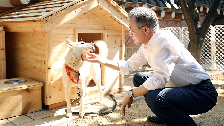 Ex-Präsident Moon Jae In bekam die Pungsan-Hunde 2018 nach seinem dritten Treffen mit Kim Jong Un vom nordkoreanischen Machthaber geschenkt.