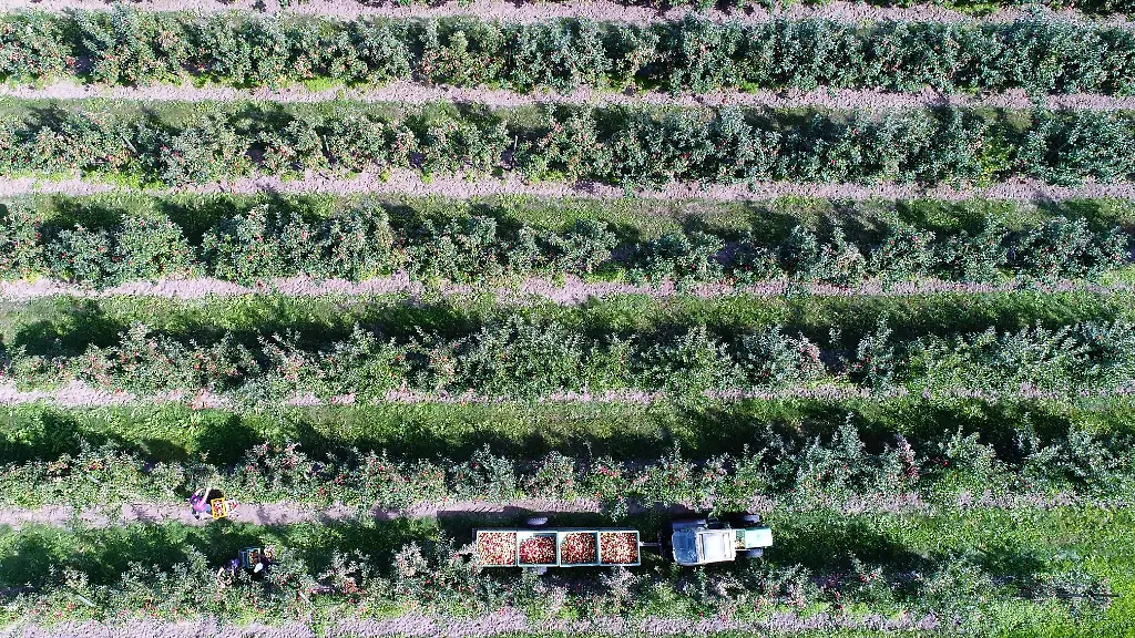 Erntehelfer-pfluecken-auf-einer-Plantage-der-Obstparadies-Altkamp-GbR-auf-der-Insel-Ruegen-Aepfel-der-Sorte-Elstar