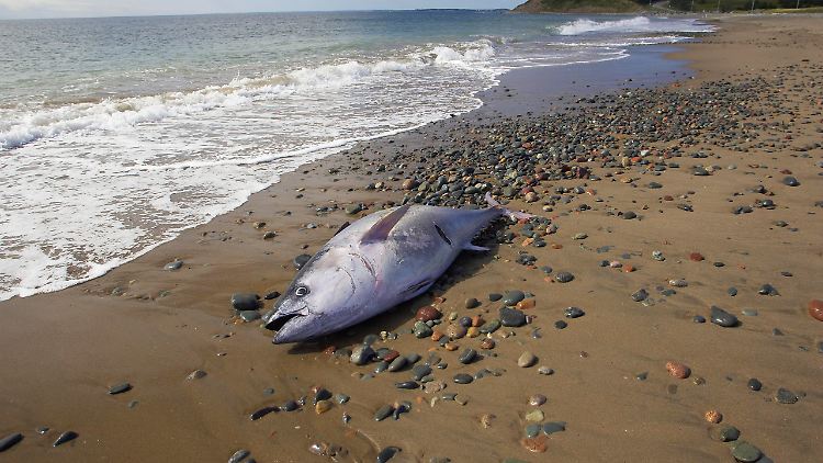 Ein angespülter Thunfisch an einem Strand in Kanada.