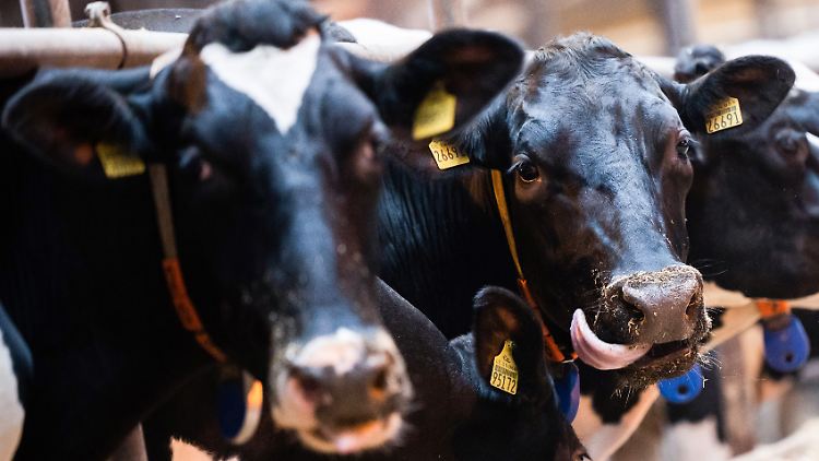Bei den an den Experimenten des  Bundesinstituts für Risikobewertung teilnehmenden Kühen (nicht im Bild) hatte das Hanf-Futter eine sichtbar benebelnde Wirkung.