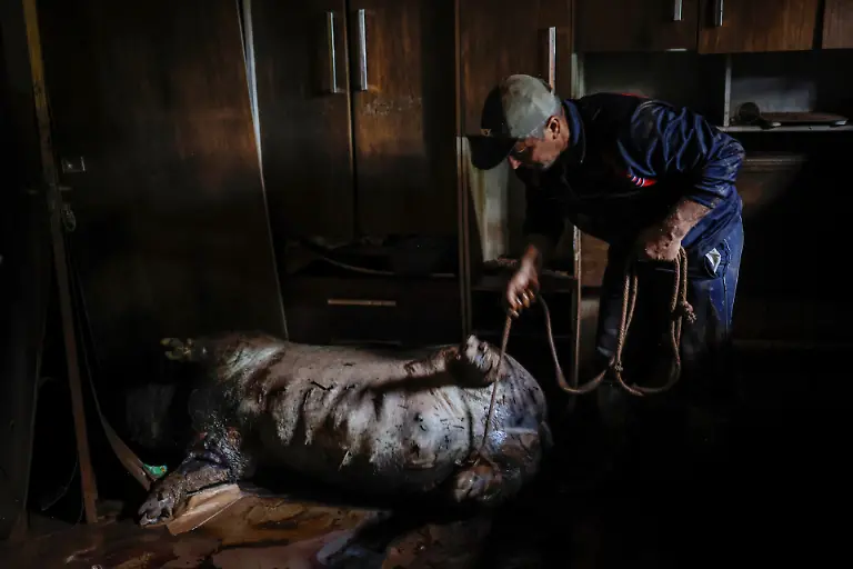 totes-Schwein-in-Schlafzimmer