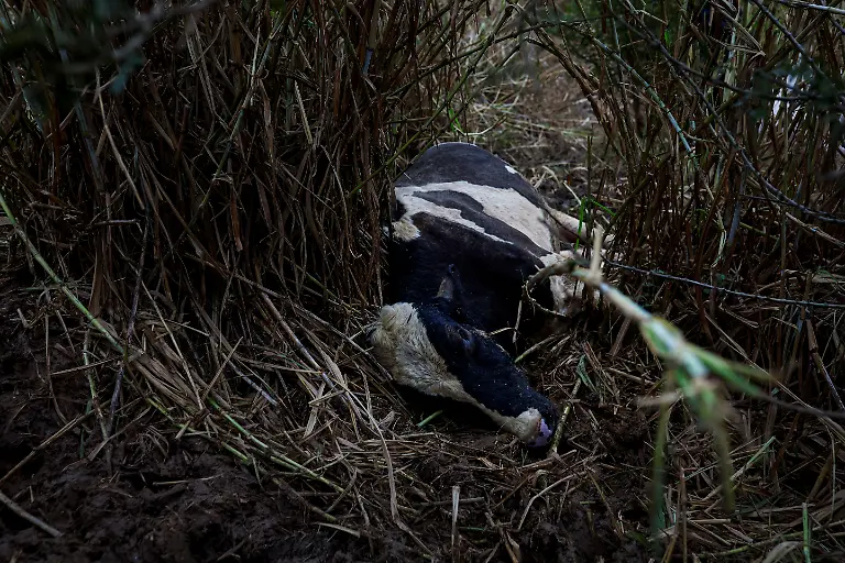 2024-05-29T100239Z-1973027690-RC2ON7AH25EI-RTRMADP-3-BRAZIL-RAINS-FARMERS
